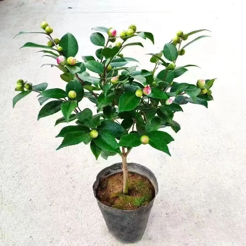 香妃茶花树苗山茶花盆栽四季盆景带香味好观花植物山茶花室内绿植