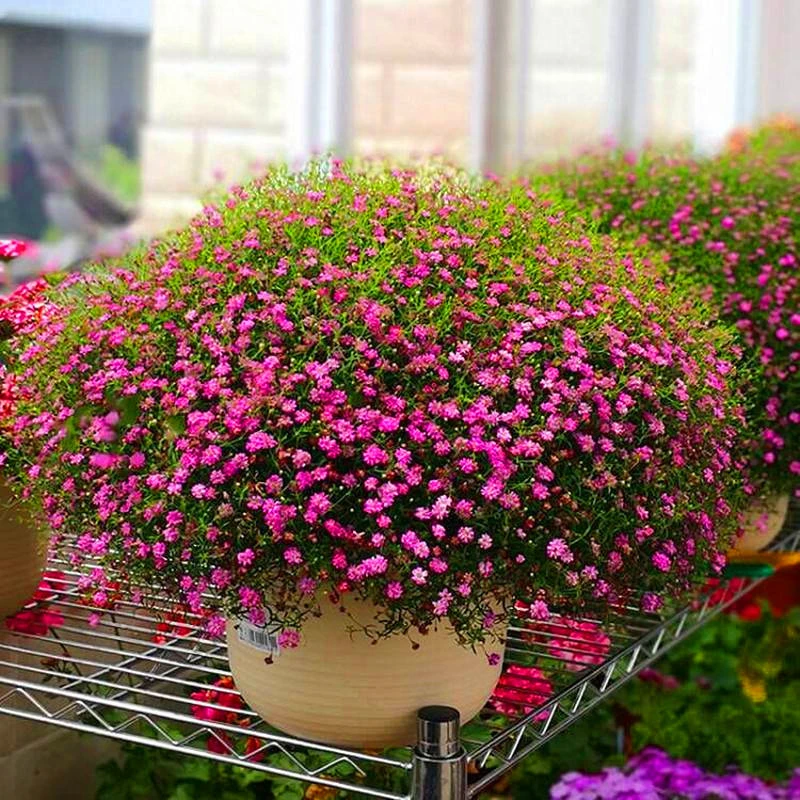 满天星种子四季易种易爆盆净化空气花种子室内盆栽花卉植物草籽