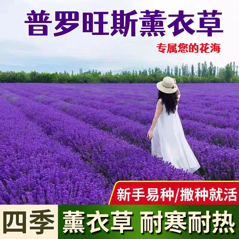 普罗旺斯薰衣草种子四季易活驱蚊植物庭院花种子阳台盆栽园林花卉