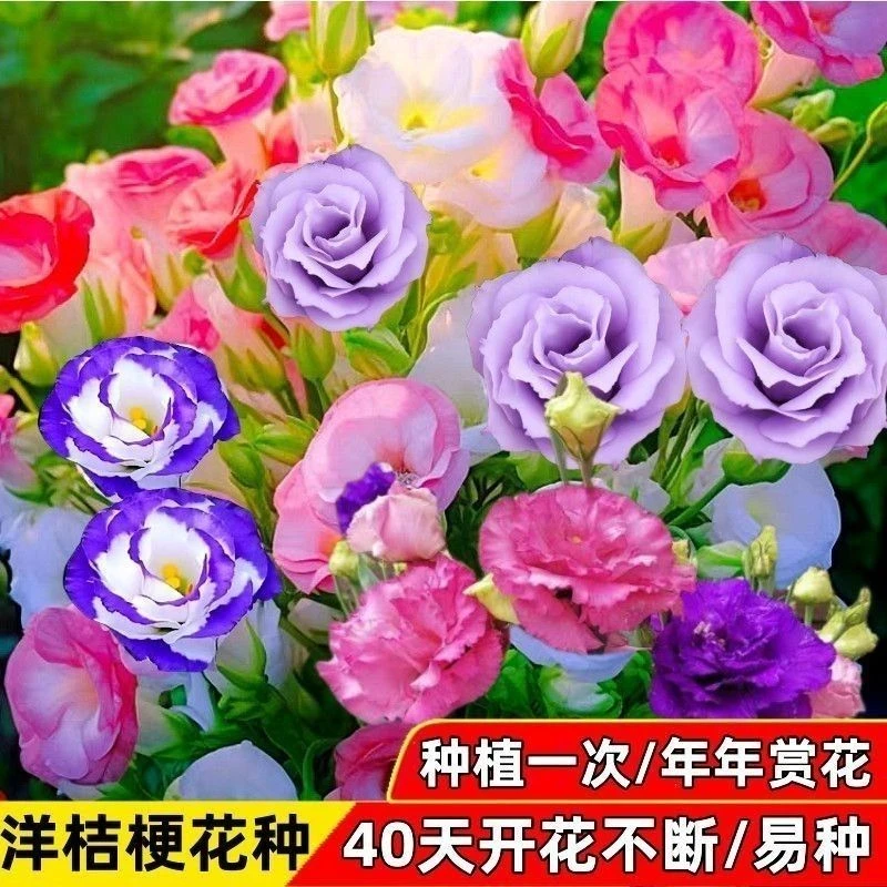 【新疆包邮】正品洋桔梗花种子无刺玫瑰花种子四季易种室内阳台庭院