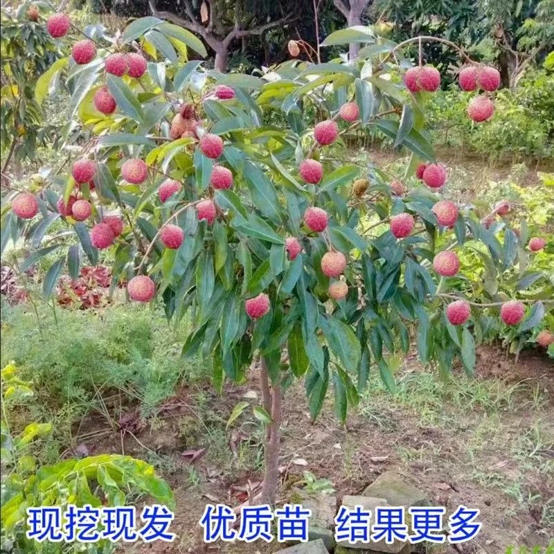 新品种桂花香荔枝树苗 早熟品种
