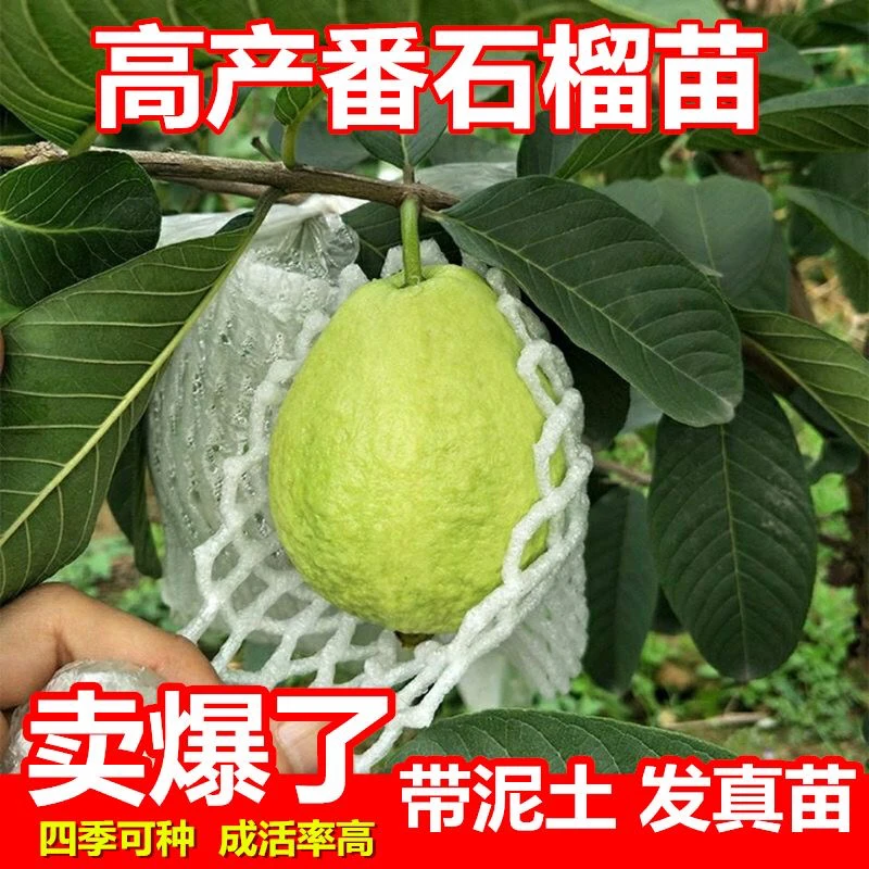 四季珍珠白心芭乐番石榴苗水果苗带土带叶产地直发