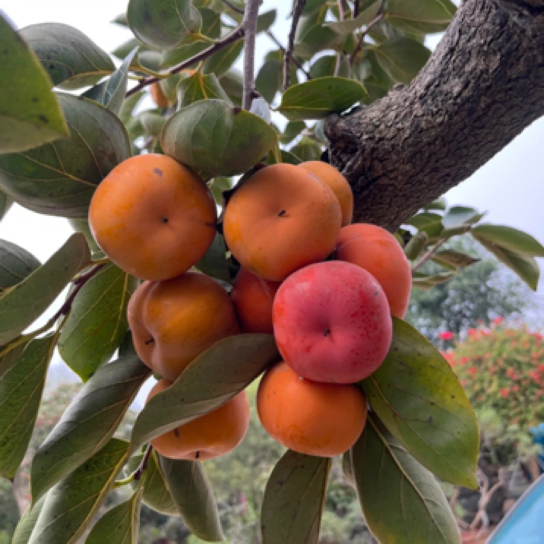 太秋脆甜太郎火晶阳丰巧克力牛心磨盘黑柿子别墅庭院南北方种