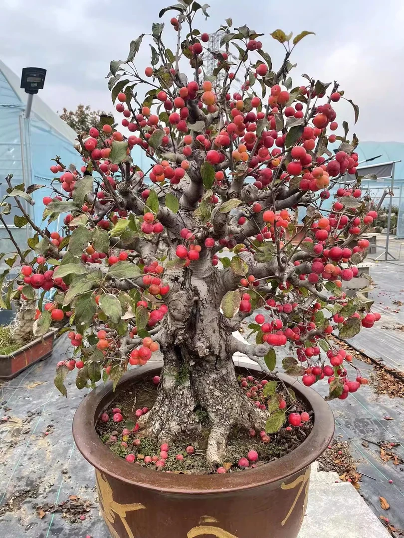 大型盆栽海棠花盆景罗汉松吊钟