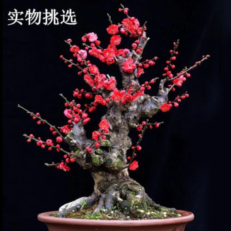 梅花盆景大型盆栽海棠花盆景罗汉松吊钟