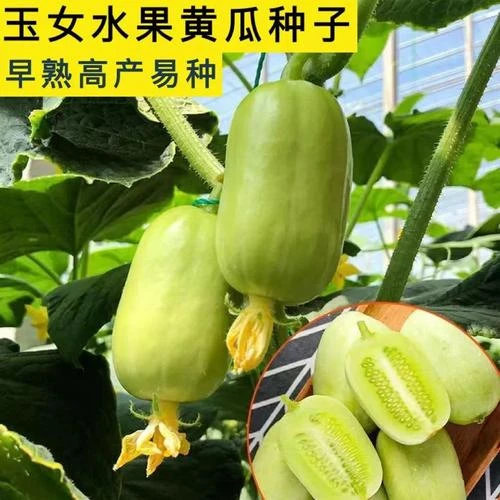 【抢3.2元/1包】玉女小黄瓜种子生吃迷你小黄瓜金童玉女水果黄瓜四