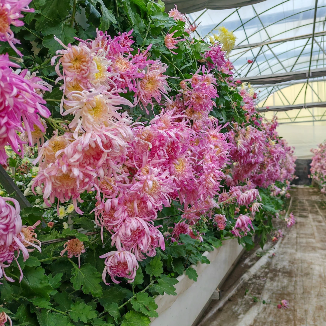 食用菊花，粉色，红色，沏茶，蜂蜜凉拌，羊肉涮火锅，菊花水饺。
