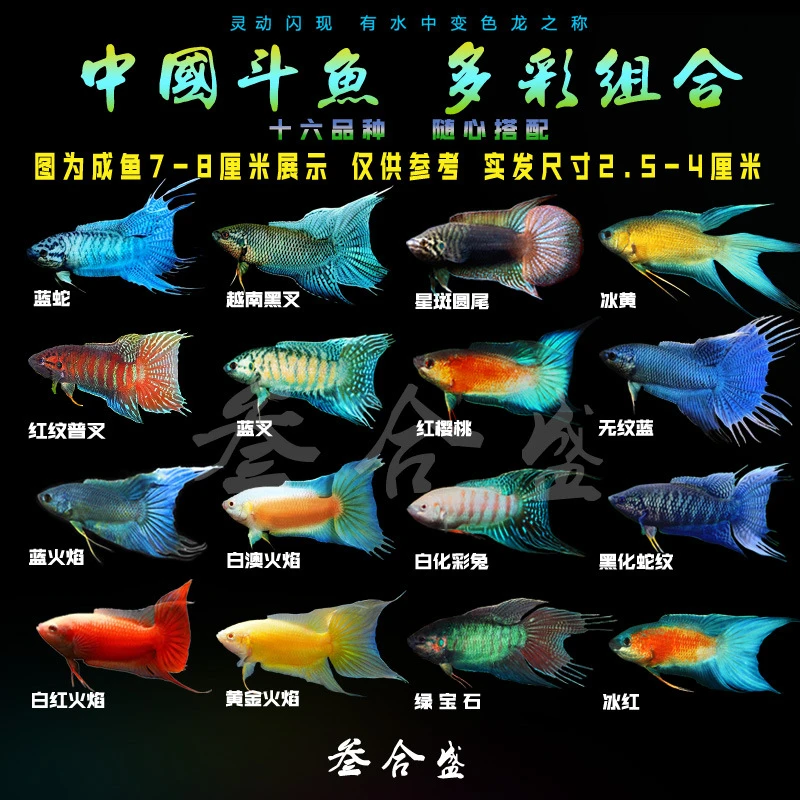 中国混养活体活鱼无纹蓝游龙大爆针小型耐养淡水冷水观赏鱼免打氧