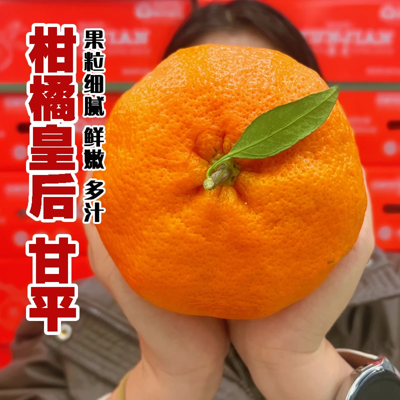 【柑橘·皇后T】四川甘平柑橘5/8斤新鲜采摘个大皮薄新鲜水果