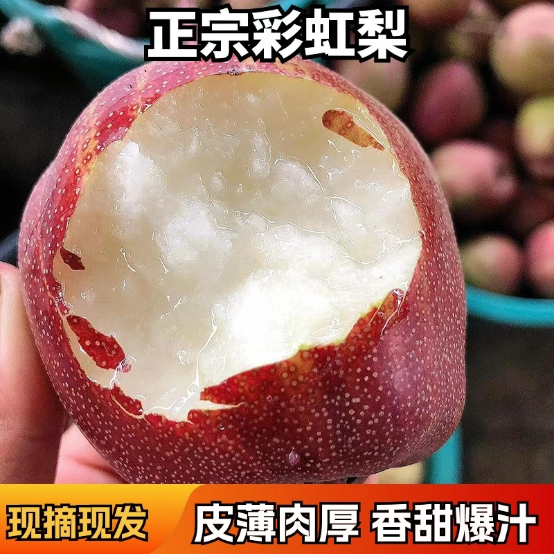 【当季水果】3/5/9斤正宗彩虹梨新鲜爆汁脆甜老树梨子现摘现发