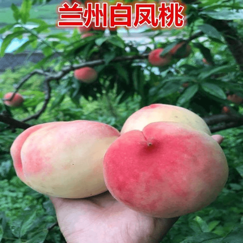 兰州白凤桃树苗桃苗嫁接桃树苗黄金蟠桃苗当年结果南北方种植桃苗