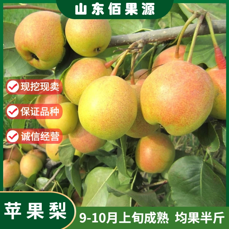 果树苗嫁接梨树苗延边苹果梨树苗地栽梨树活苗南北方种植当年结果