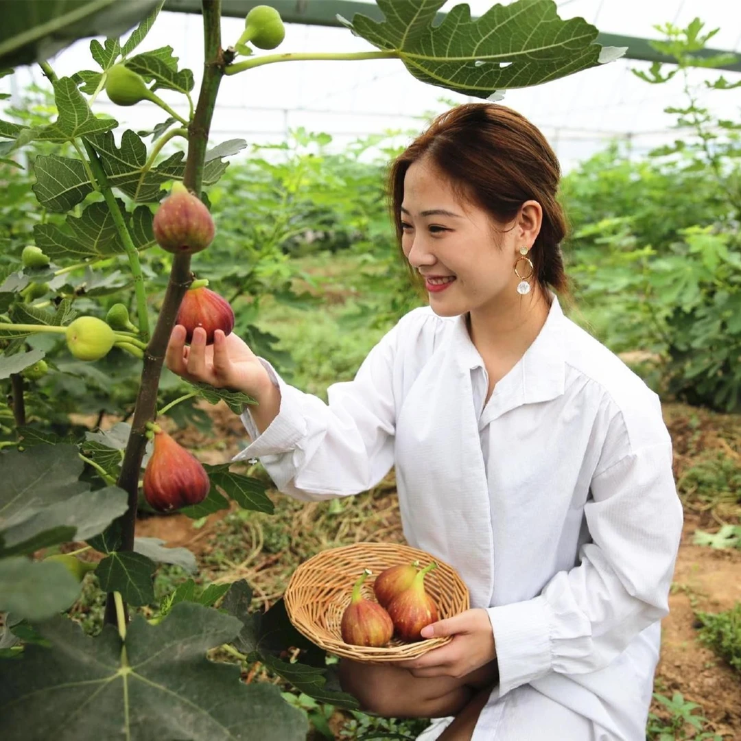 无花果树苗盆栽水果苗四季特大波姬红南北方阳台种植地栽当年结果