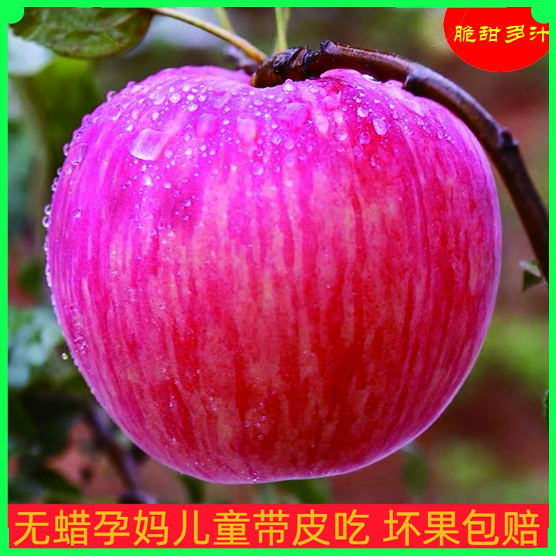 正宗万荣苹果自然新鲜不催熟坏果包赔产地直发货脆甜饱满香甜多汁