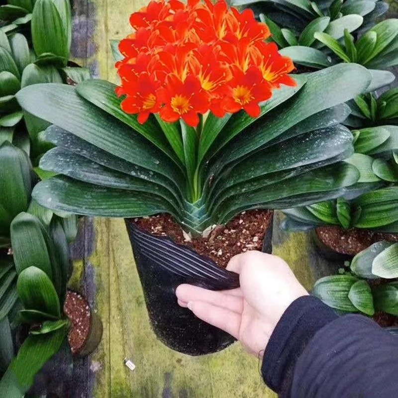 四季君子兰盆栽圆头和尚带花苞蝴蝶兰花卉盆景室内好养绿植物客厅