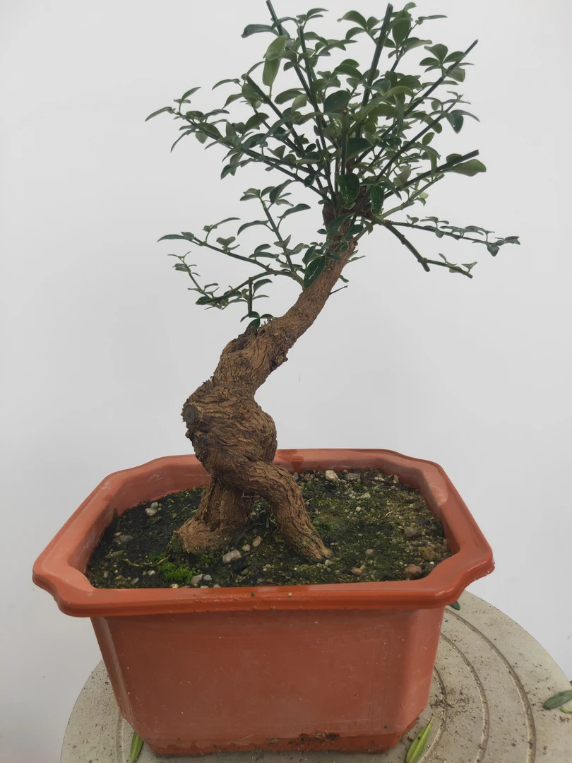 陕西大花龙爪迎春花