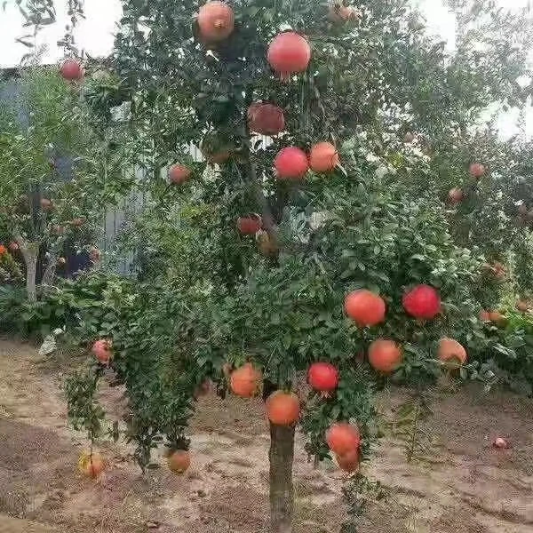 盆栽地栽 一物一拍