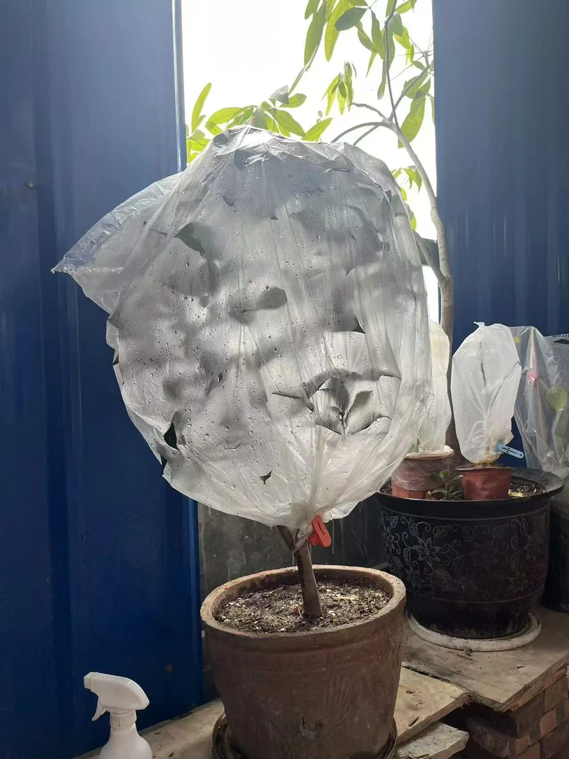 赤丹茶花四季香妃六角大红白五带土球