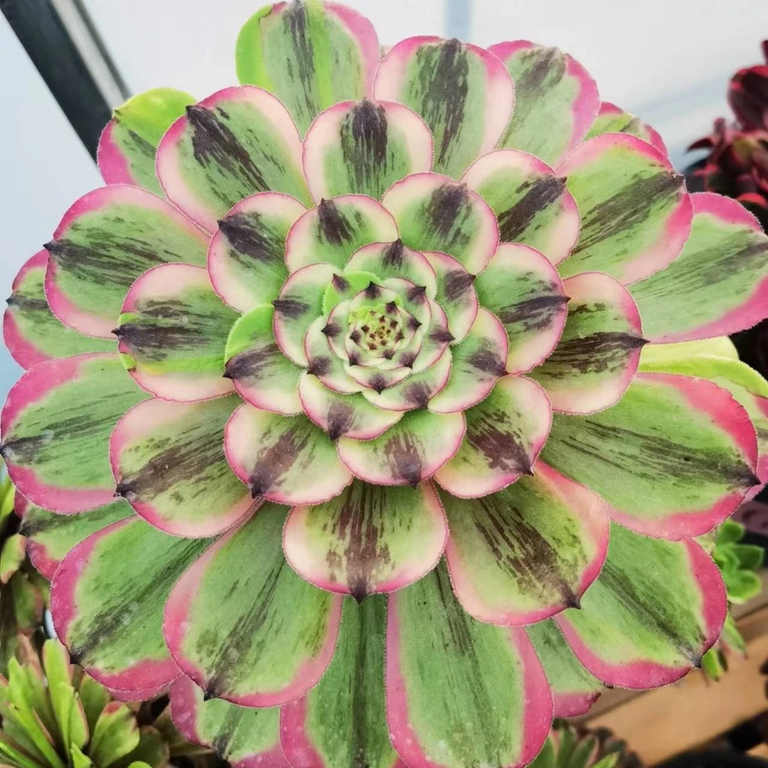 水墨画红铜超白万圣节超白锦绿羊绒补差价