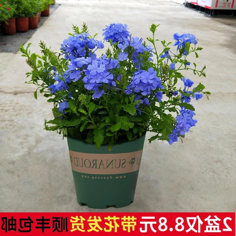 蓝雪花苗盆栽大苗棒棒糖攀爬藤植物多季开花特大兰雪花带花苞阳台