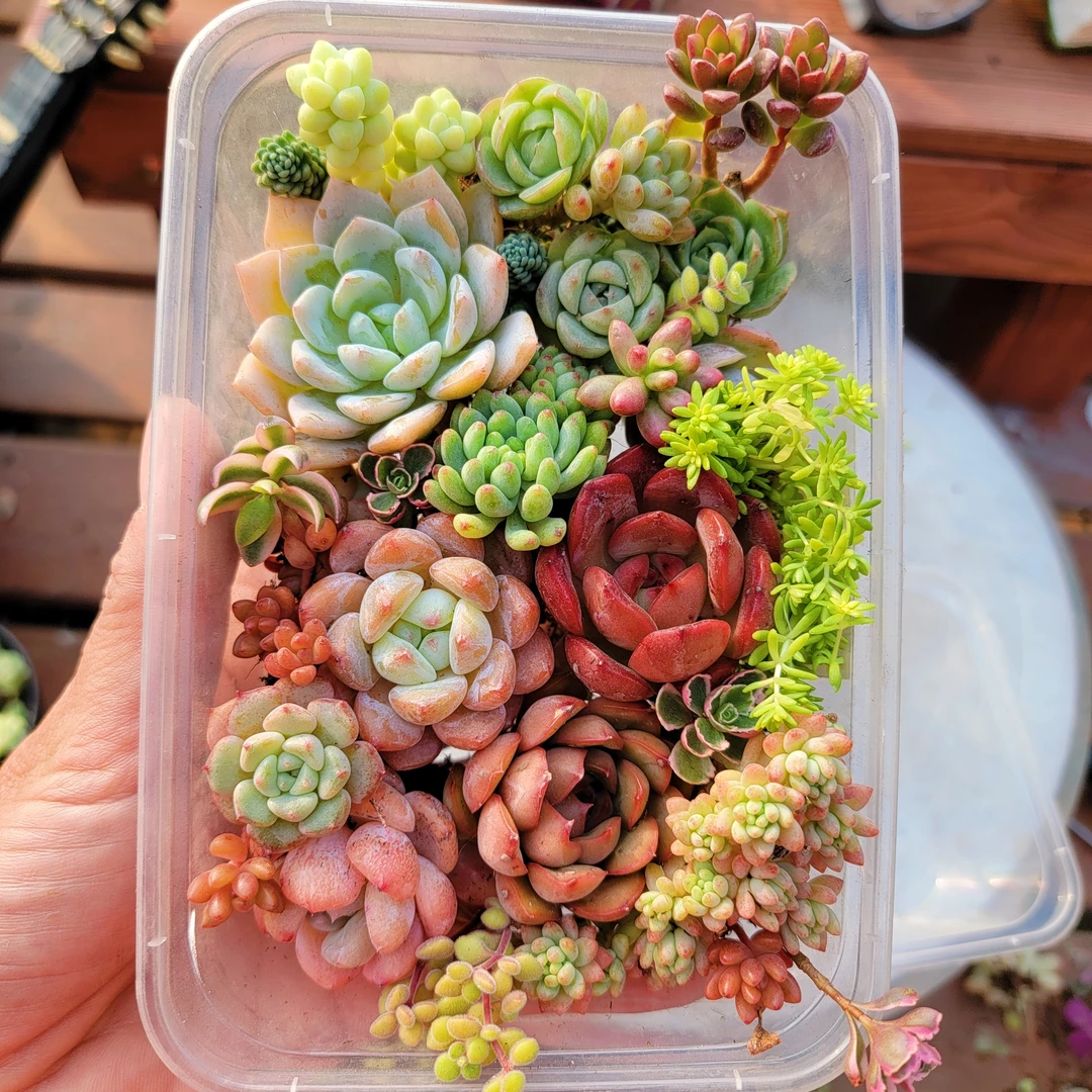 多肉diy套餐多肉餐盒