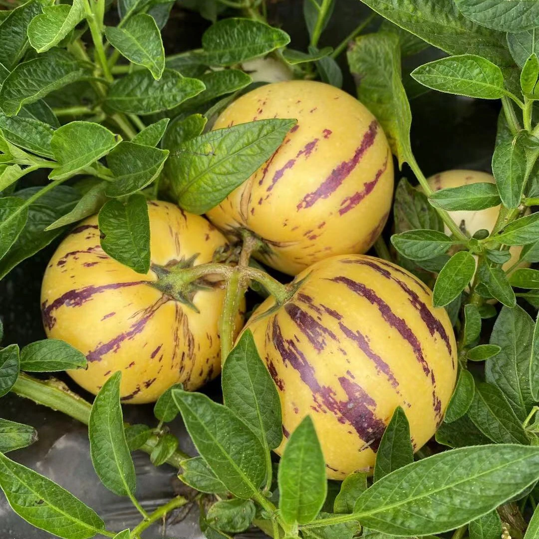 云南石林树上自然熟黄肉人参果2斤坏果包赔多汁清甜皮薄当季水果