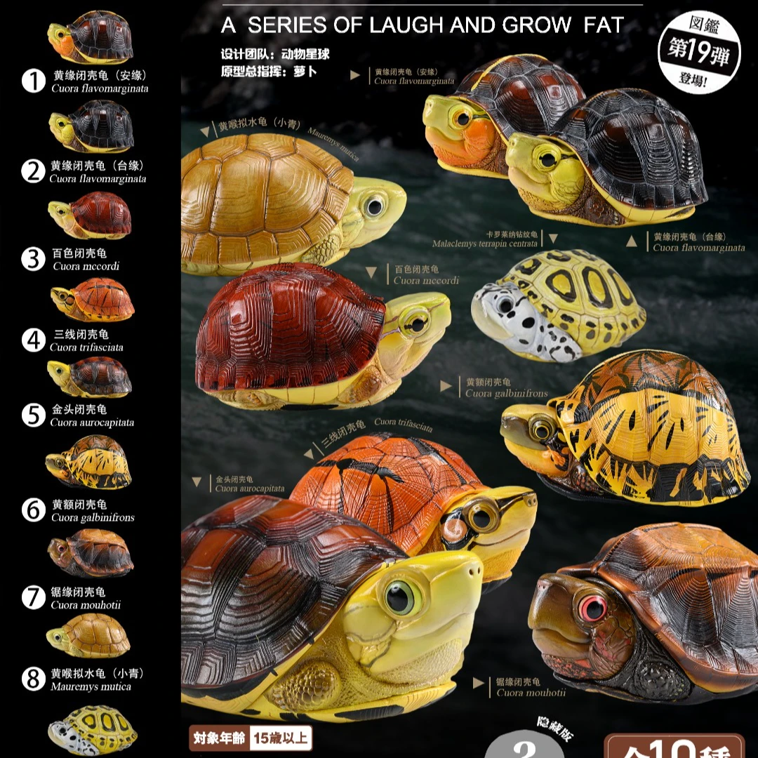 【小暴专属】爆款！动物星球 心宽体胖第十九弹——国龟篇