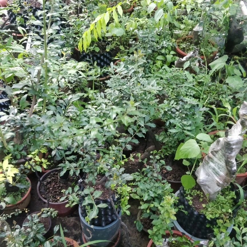 鑫慈盆景阳台茶台摆件盆景