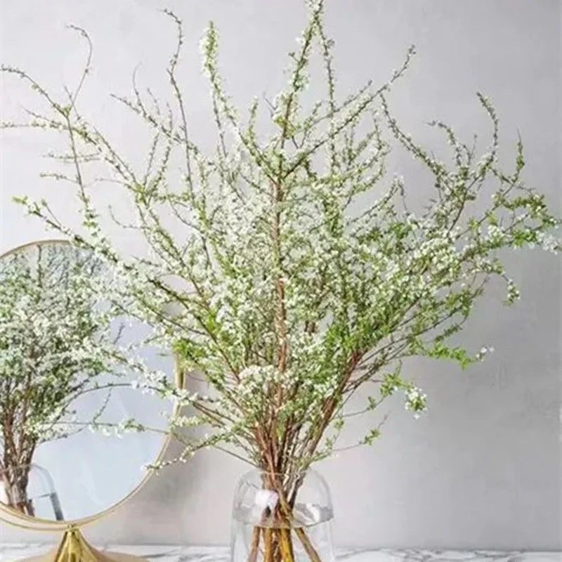 雪柳鲜枝喷雪花水培花卉植物室内花卉