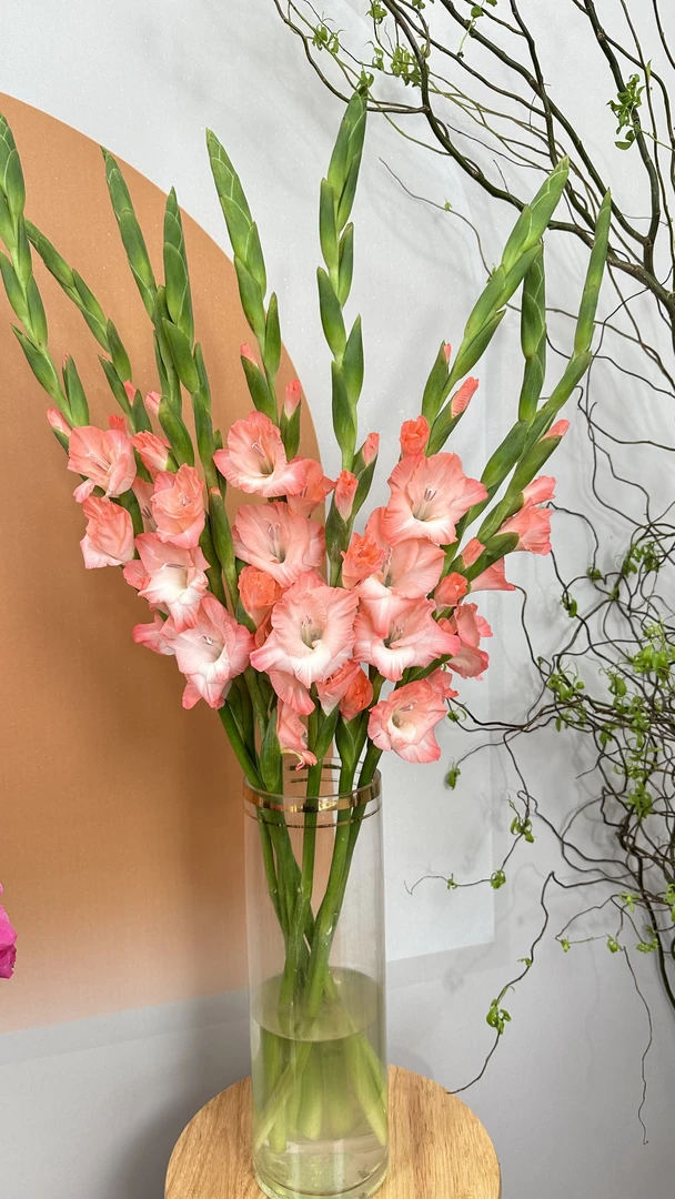 【加长款-粉色】双A剑兰鲜花节节高 基地直发 顺丰包邮新手养护