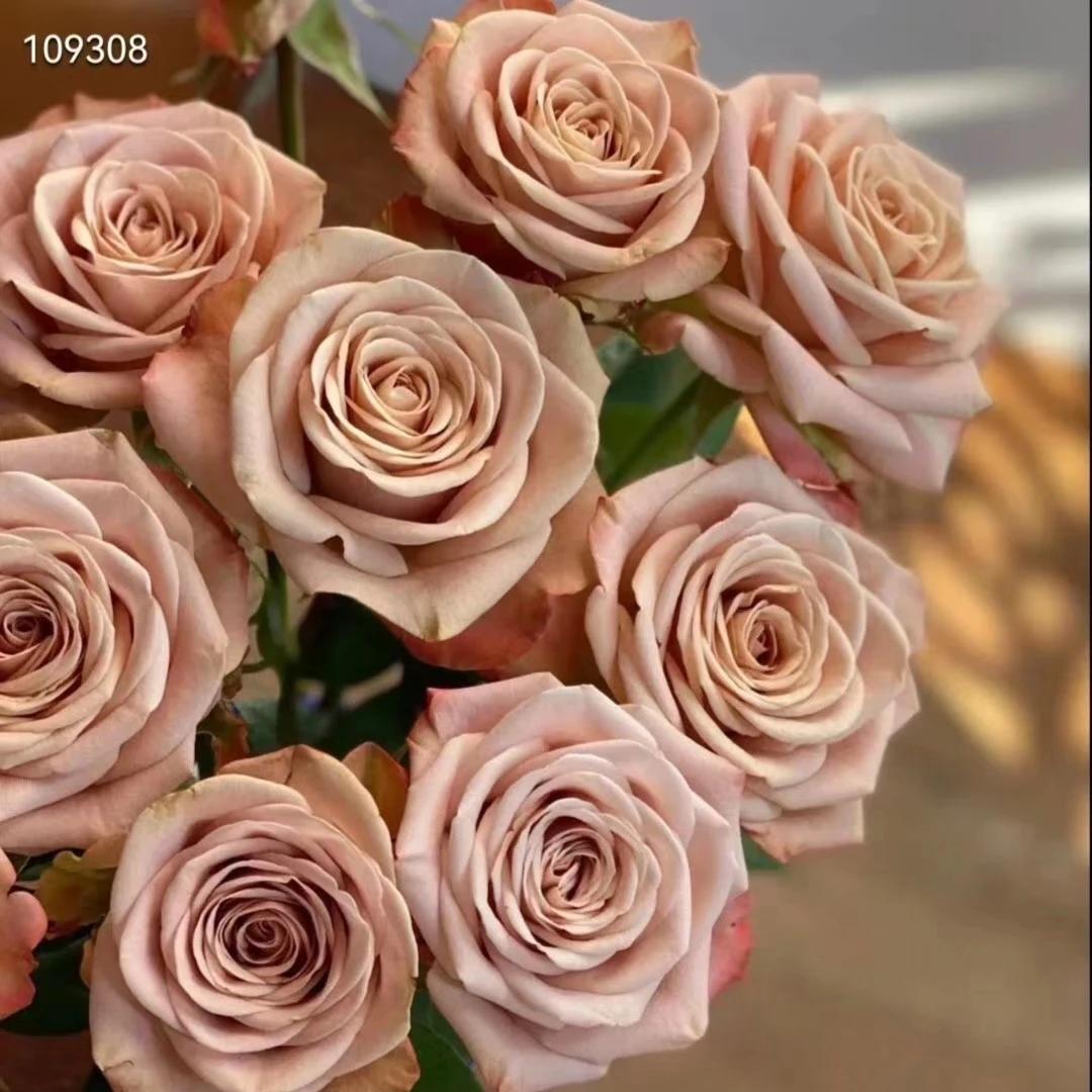 【董小姐】A级鲜花【卡布奇诺】单头玫瑰 云南直发顺丰包邮