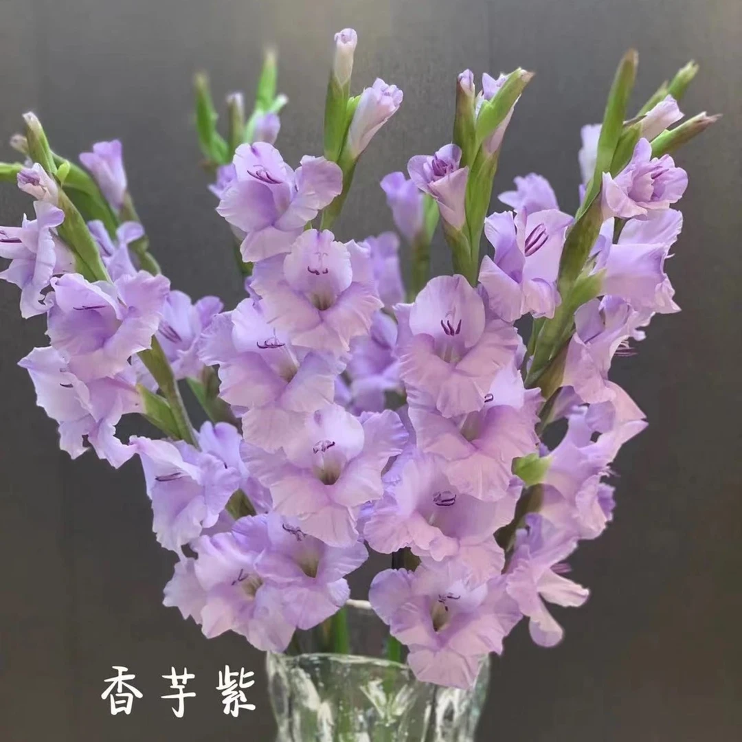 【董小姐】 香芋紫 剑兰鲜花 基地直发