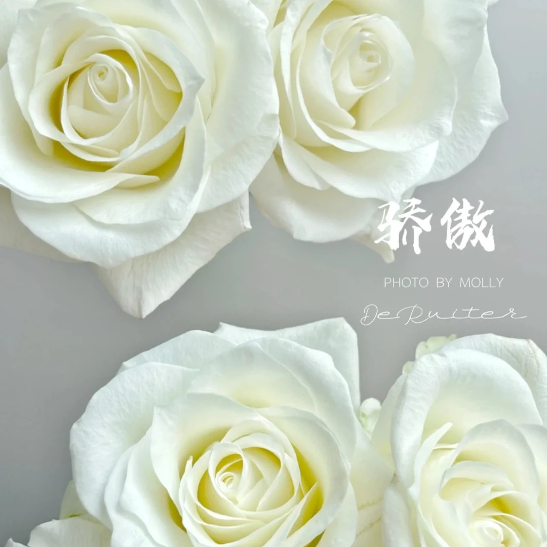 【董小姐】A级鲜花【骄傲】单头玫瑰 云南直发顺丰包邮