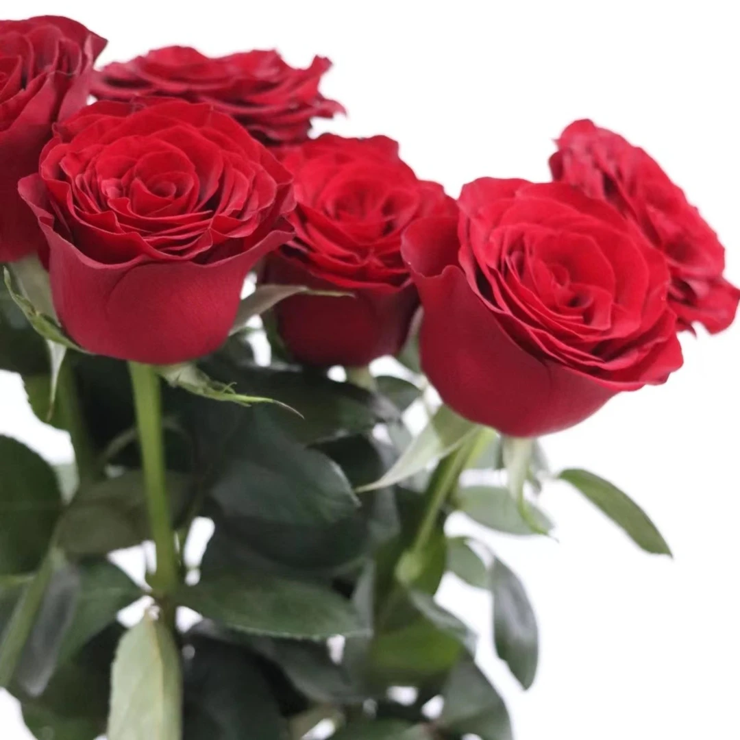 【董小姐】A级鲜花【高原红】单头玫瑰 云南直发顺丰包邮