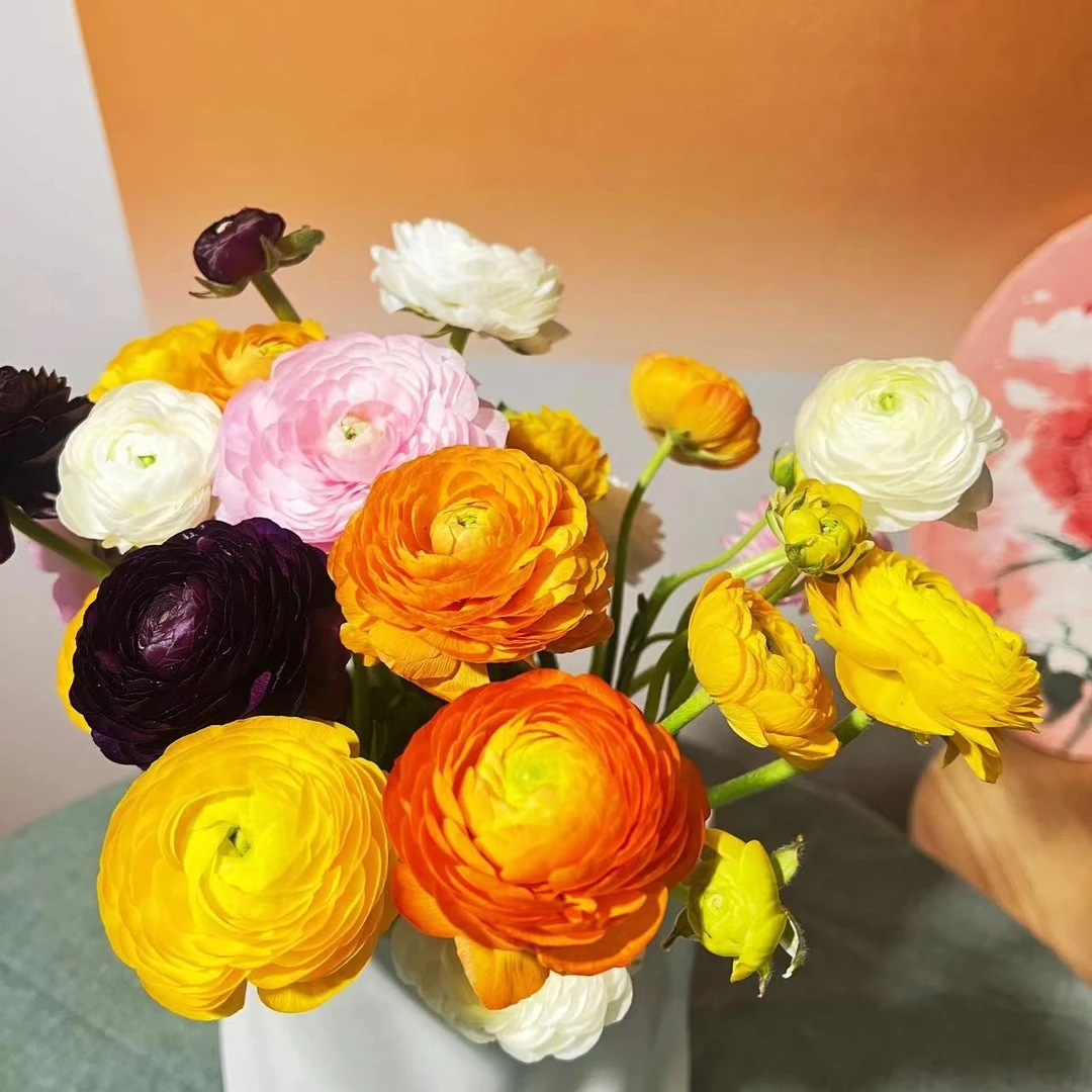 【董小姐】洋牡丹鲜花多颜色鲜切花