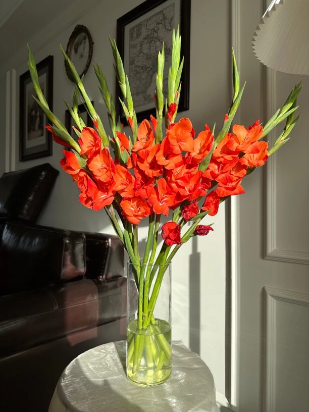 【加长款-红色】 双A剑兰鲜花新手必入 顺丰包邮