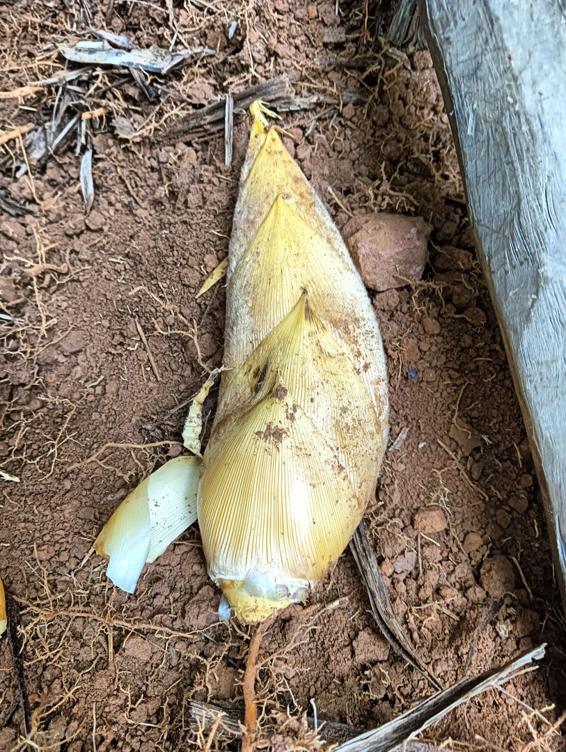 江西赣州小冬笋5斤楠竹笋大鲜笋肉厚脆鲜嫩饱满3斤新鲜5斤