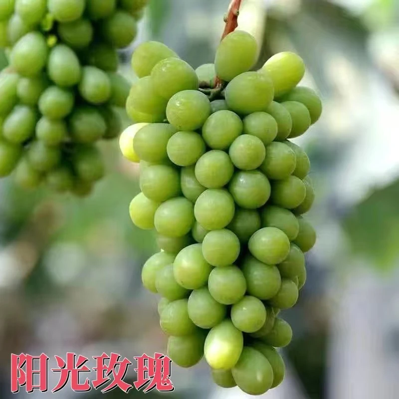 三棵装阳光玫瑰阳台庭院【送3袋肥料】