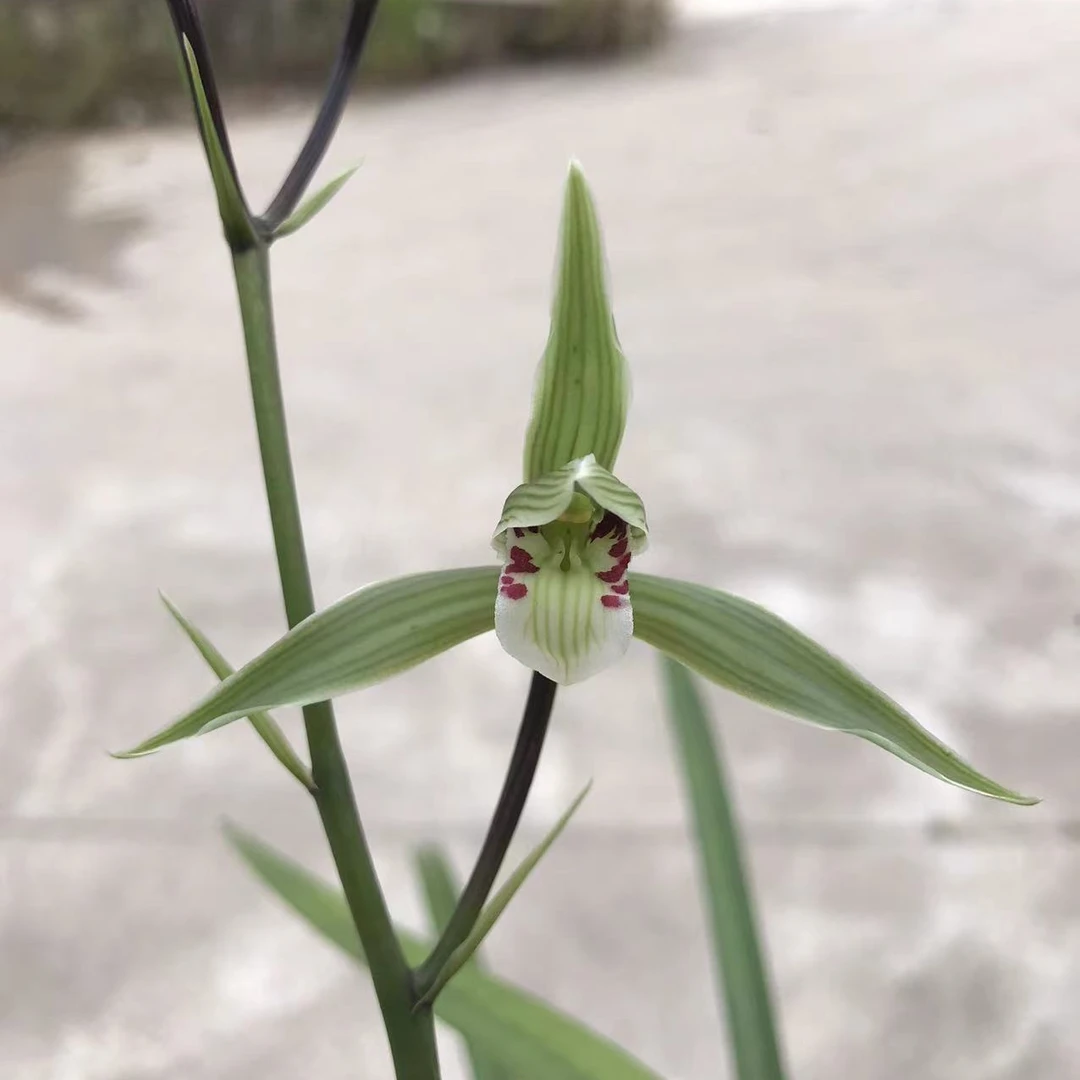 细叶寒兰办公室植物冬季盆景兰花颜色各不相同裸根发货株形美观赏