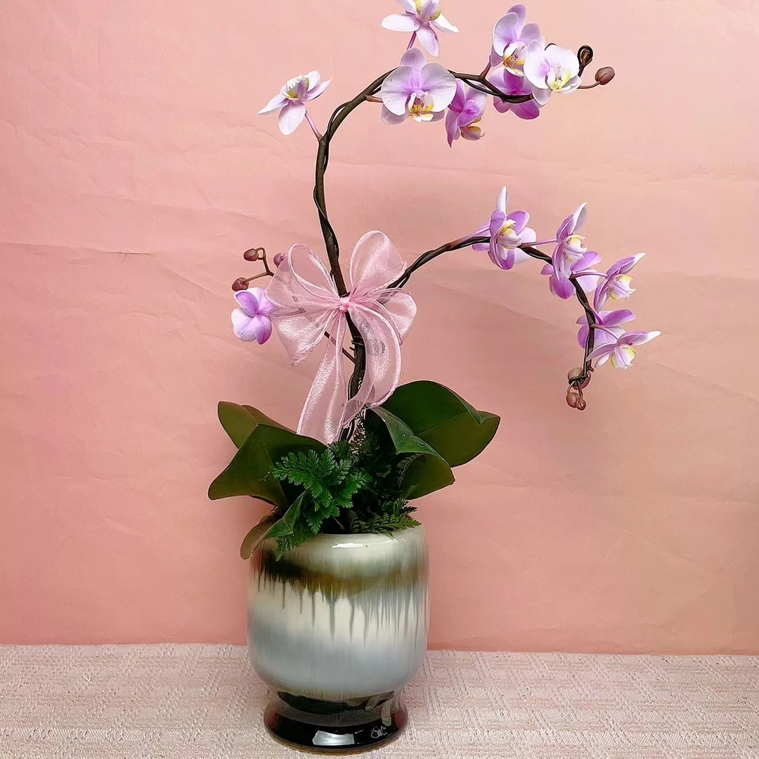 一木优选【小梅花】蝴蝶兰室内绿植花卉艺术组盆系列高级盆栽基地