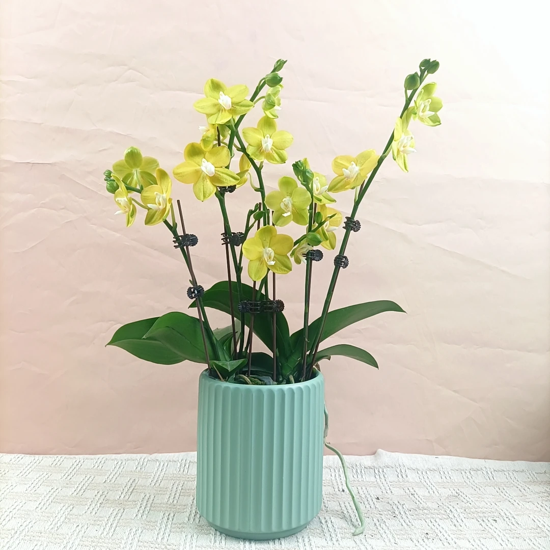 一木优选【吉祥如意】精品蝴蝶兰鲜花花卉高雅轻奢高级艺术盆栽系列