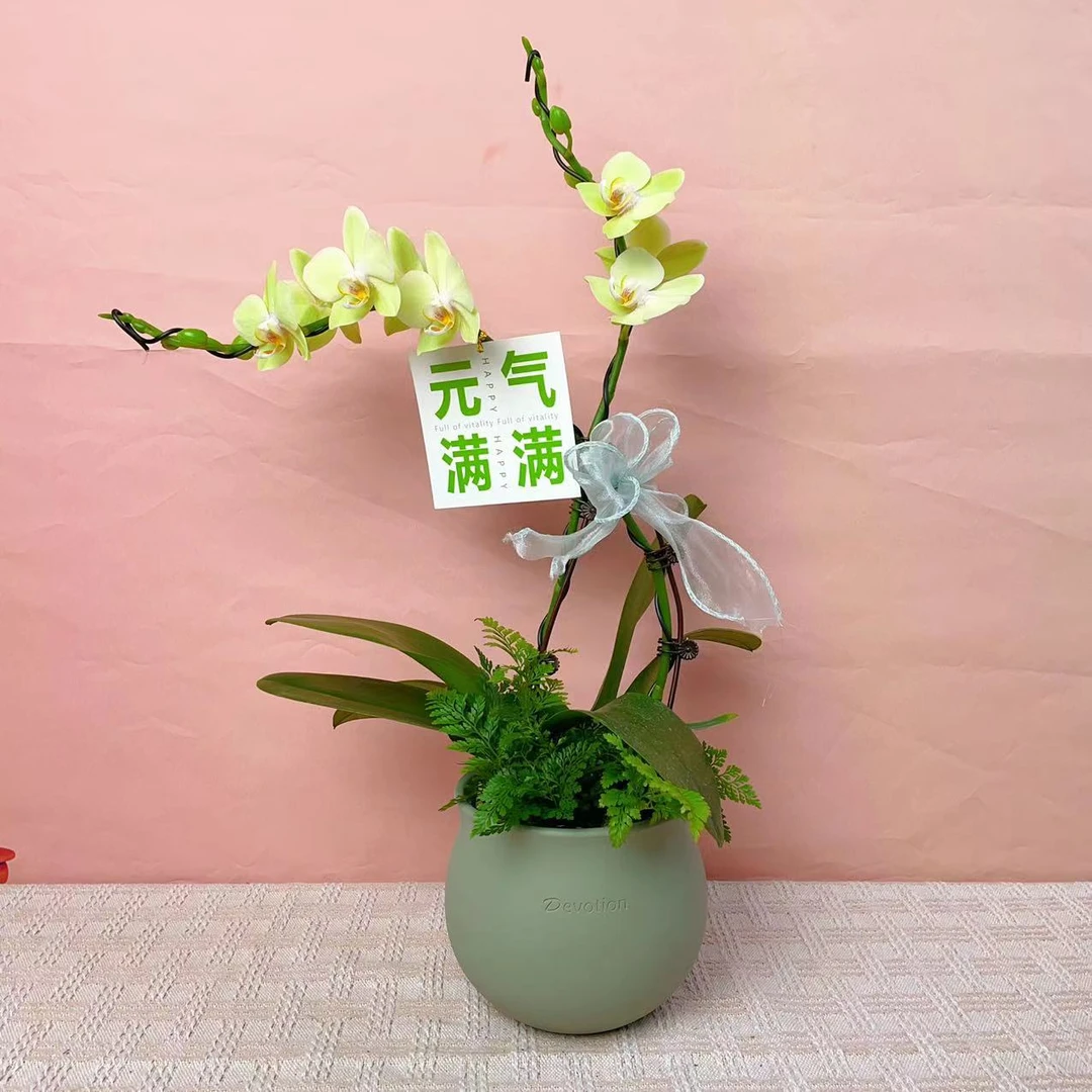一木优选【绿精灵】桌宠款蝴蝶兰绿植花卉艺术高端组盆系列植株