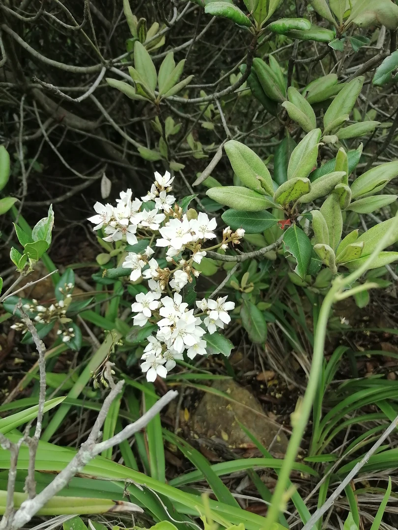 春花，栀子花，映山红