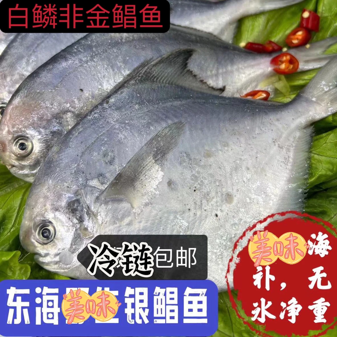 东海银鲳鱼一斤4-5条 3斤装 现货 冻发原产地