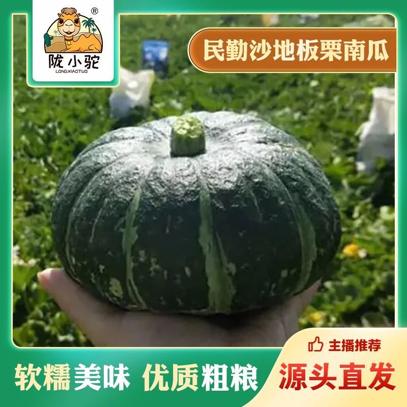 【陇小驼丝路特产甄选】民勤沙漠种植板栗南瓜 5-9斤 粉、糯、甜