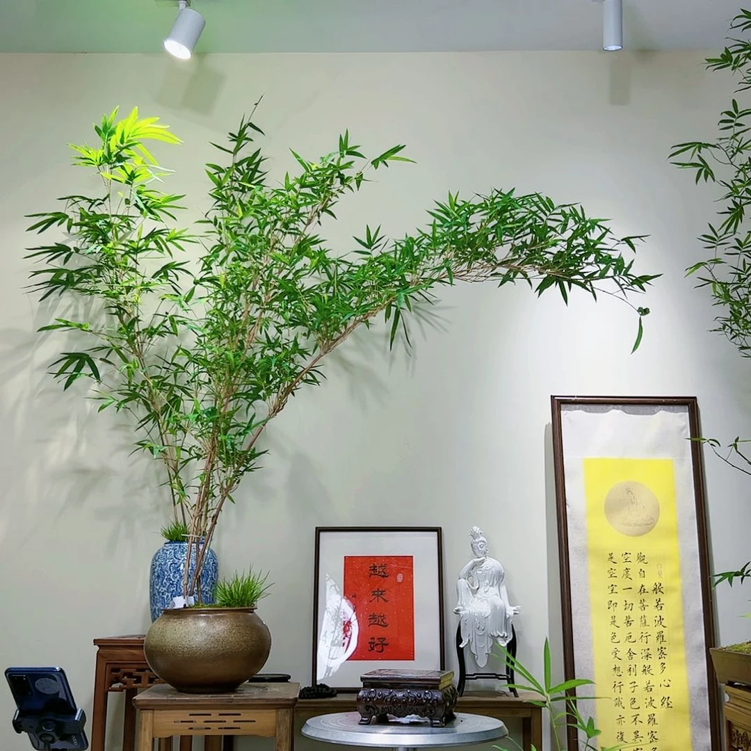 苏老桩精品竹盆景