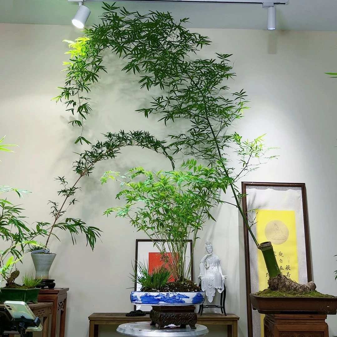 大*猫精品老桩竹棚景