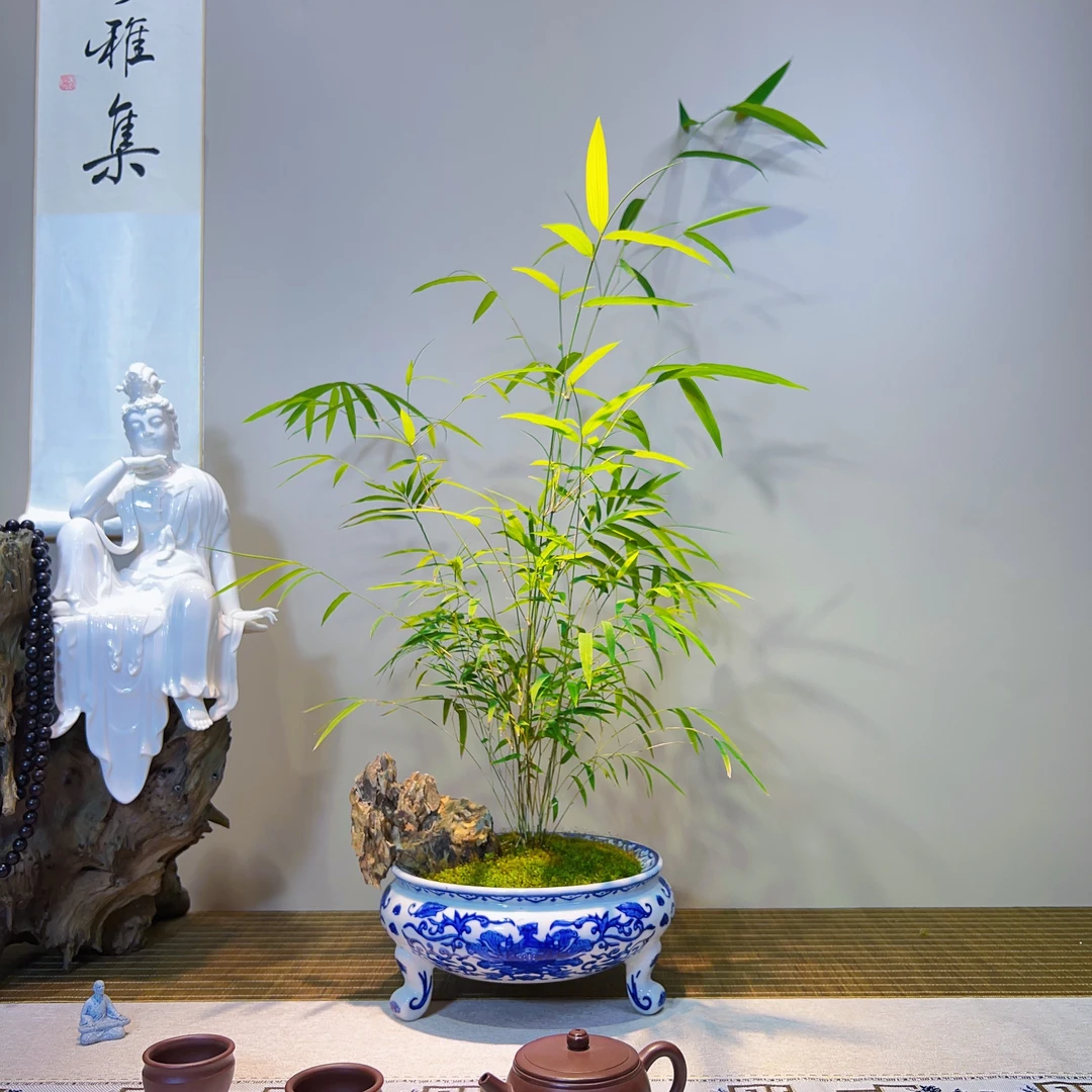 内门竹盆景精品内门竹复古三角顶青花瓷系列古典简约美观大方黑松