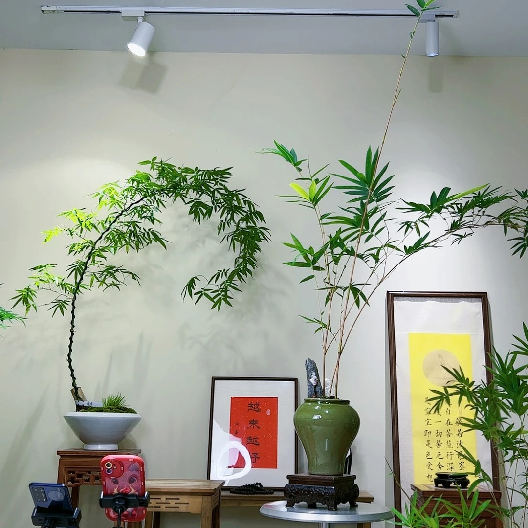 ?****?老桩精品竹盆景