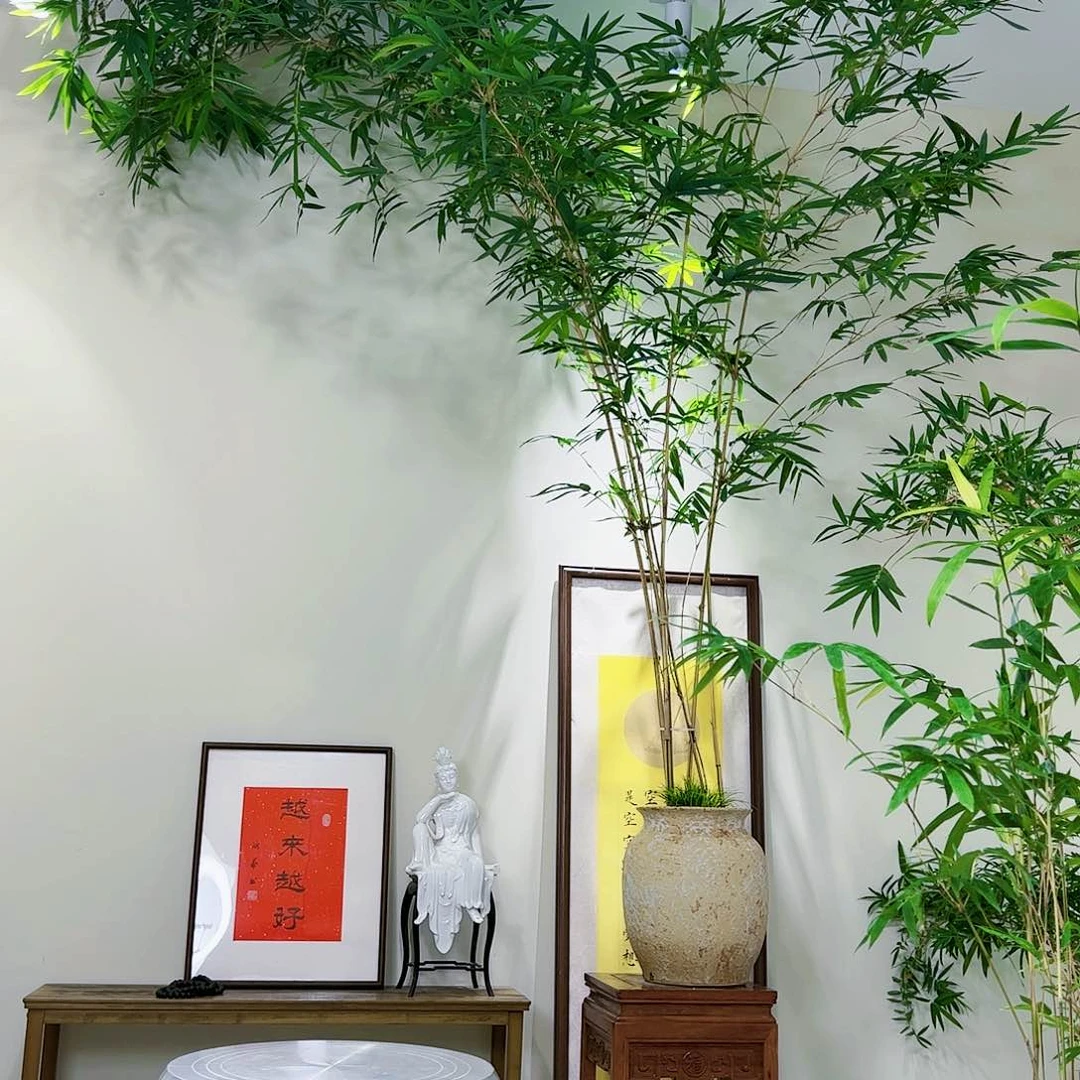 仝*老桩精品竹盆景